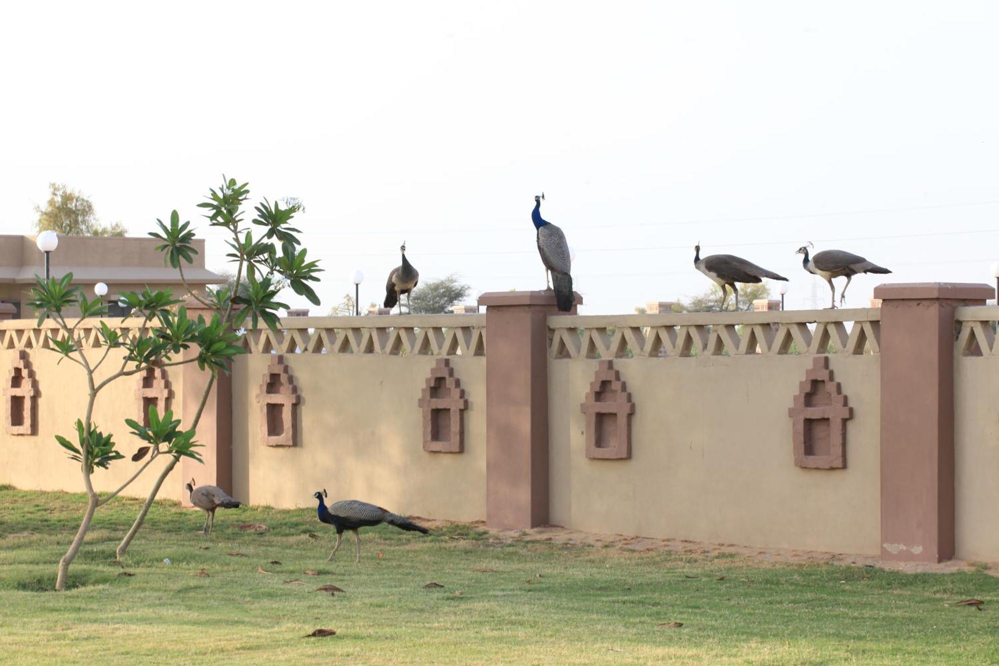 Thar Oasis Resort And Camp Dechu Exterior foto